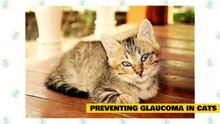 Cat 101_ Glaucoma in Cats