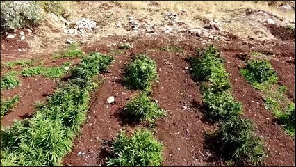 Diyarbakır'da ele geçirilen 23 ton uyuşturucu imha edildi