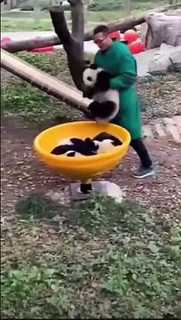Les bébés Panda ont droit à un vrai parc de jeu comme les enfants