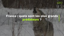 Quels sont les plus grands prédateurs en France ?