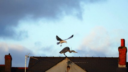 Pembroke Dock heron returns - but the neighbours aren’t happy!