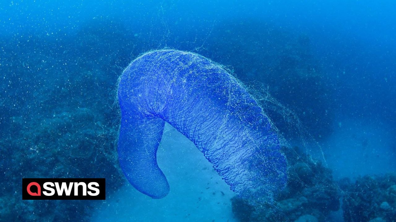 Diver finds 'alien slinky' squid egg as long as human leg floating underwater