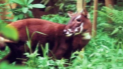 15 RARE Animals You've Never Heard Of