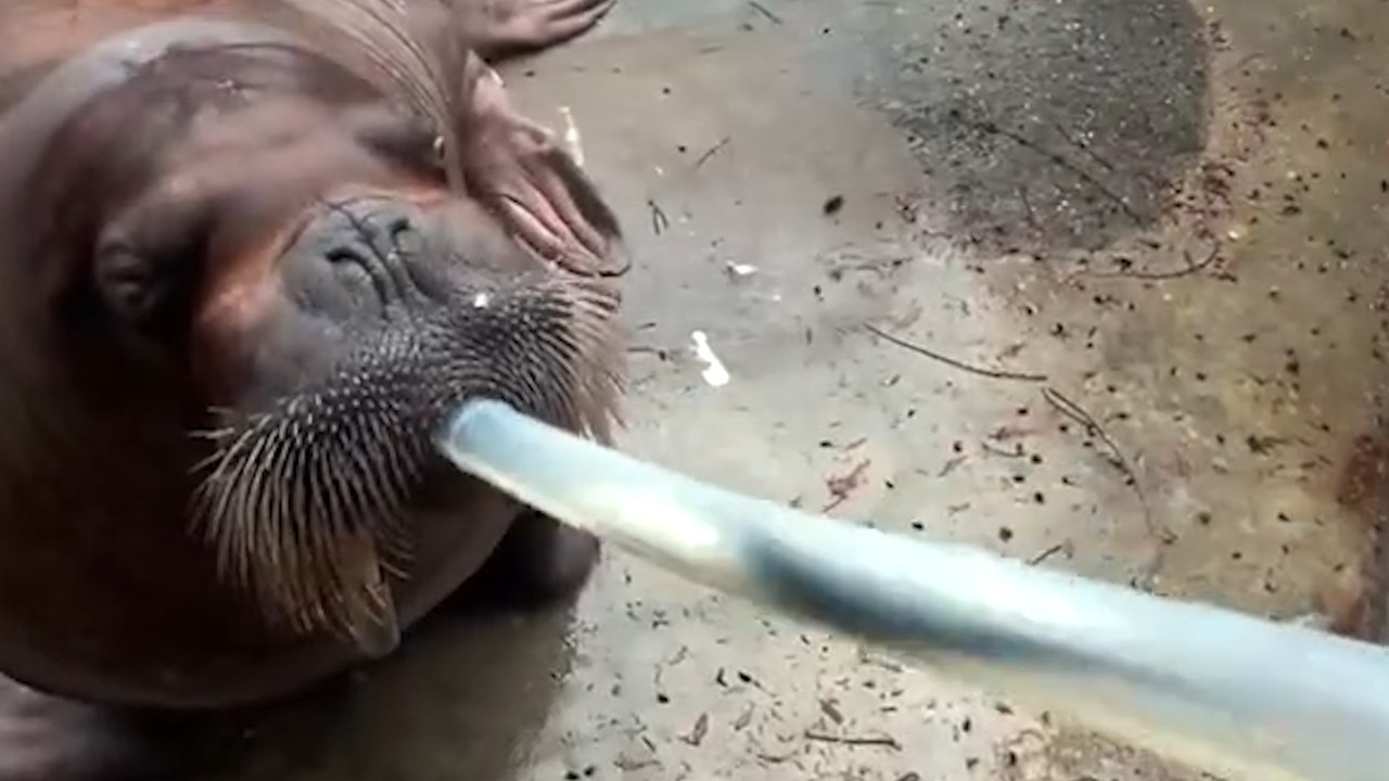 Walrus Eats Fish Through a GIANT STRAW