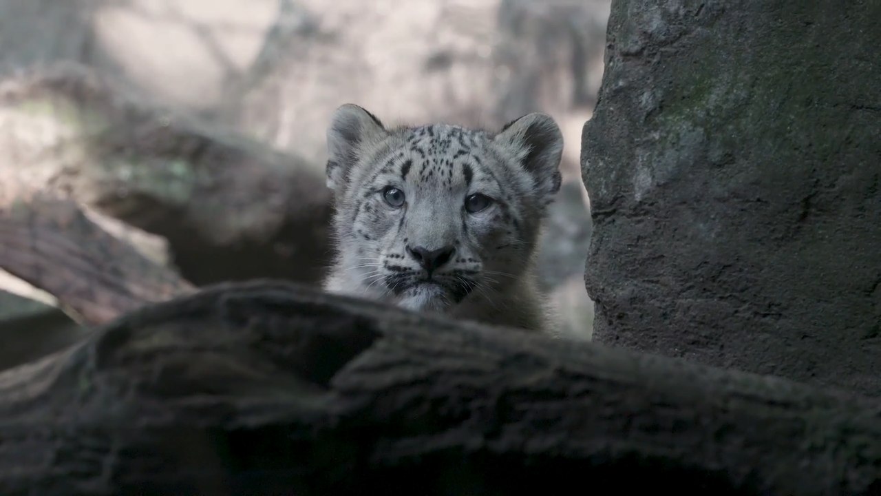 These Snow Leopard Cubs are just TOO CUTE