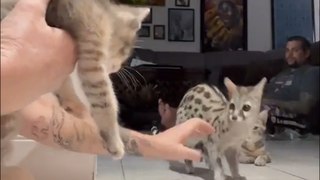 Unlikely Encounter: Genets Meet Kittens for the First Time