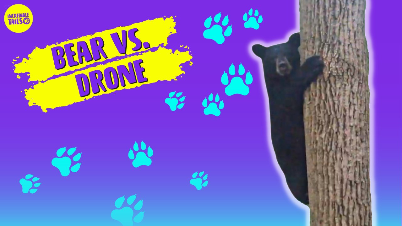 Man Uses Drone to Chase Off Intrusive Bear