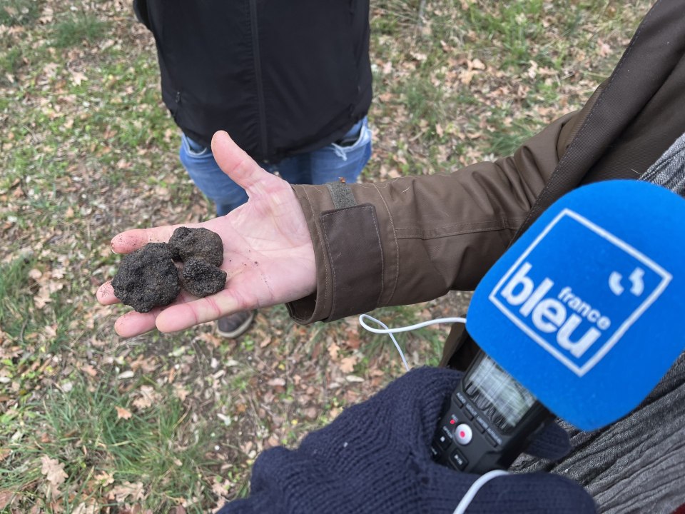 Gare-toi là - Cavage et visite de la cabane à truffes à Uzès