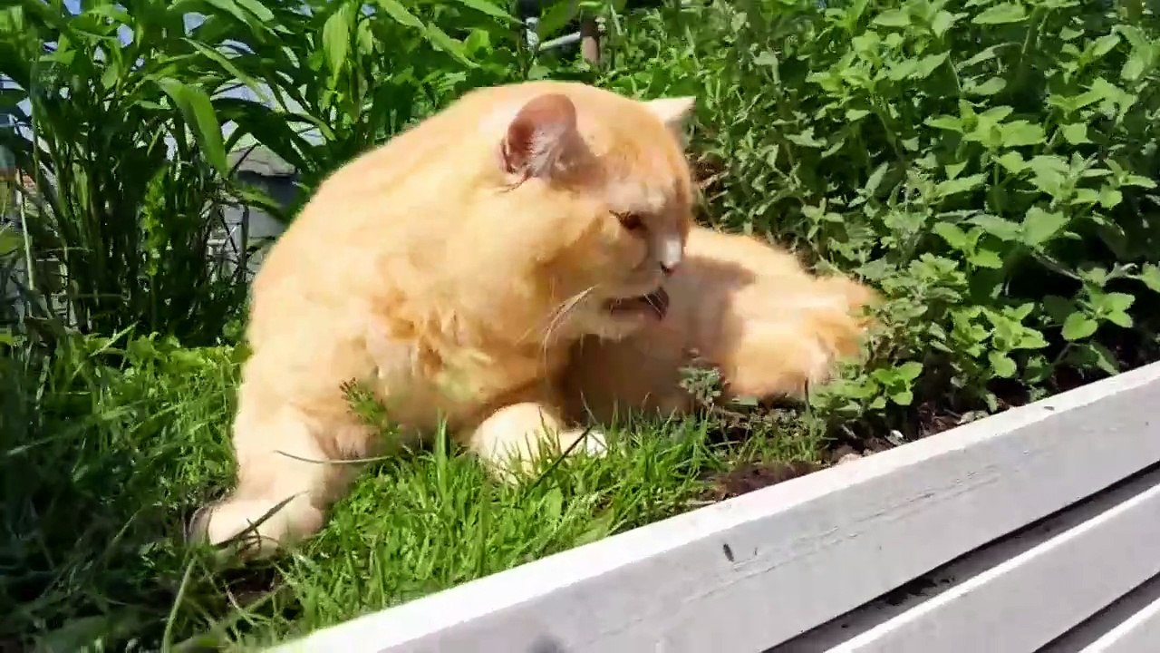 Finny liebt Katzenminze