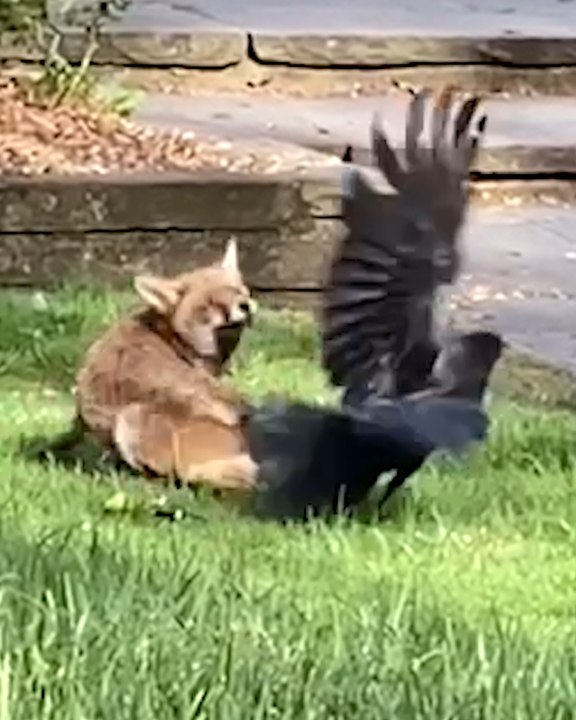 Cheeky Fox Won't Stop Pecking Foxes BUM