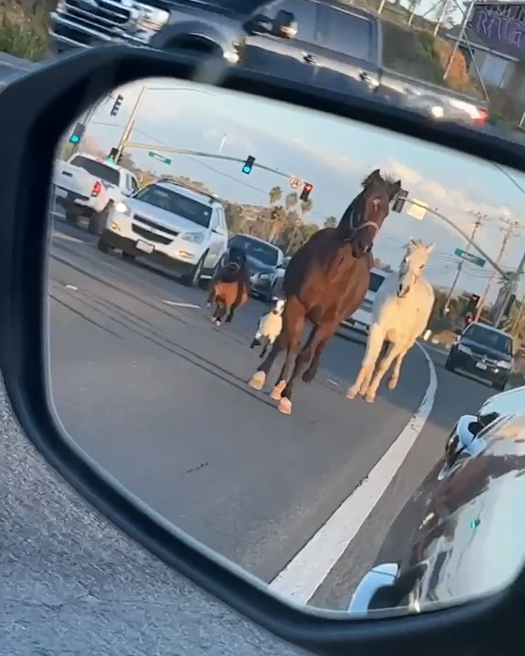 Hilarious Animal Antics: The funniest moments of the week