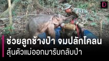 24ชม.ระทึก! วินาทีช่วยลูกช้างป่า จมปลักโคลน ลุ้นตัวแม่ออกมารับกลับป่า | HOTSHOT เดลินิวส์ 17/01/67