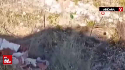 Ankara'da yol kenarındaki vaşak böyle görüntülendi