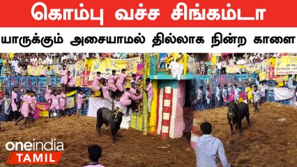 பாலமேடு ஜல்லிகட்டில் யாருக்கும் பிடி கொடுக்கமால் மிரள வைத்த காளை