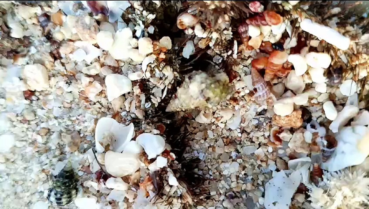 فلوق بحر الشعيبة بمكة وتصوير السلطعون  Fluke The Shuaiba Sea in Mecca and a photograph of the crab