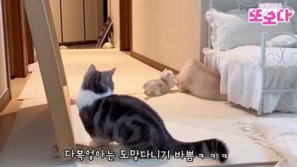 Playful little kittens exude boundless