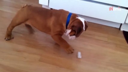 Bulldog puppy has the most hilarious reaction to an ice cube (video)