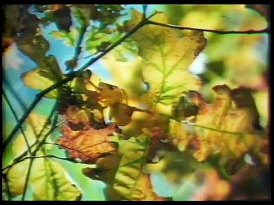 Krishnamurti e a educação - Uma abordagem radical