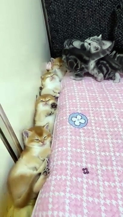 Cats make everything better