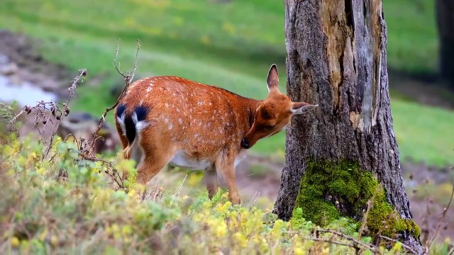 Animals Stock Footage _ No Copyright Wildlife Shots _ Royalty free animals _ free stock videos(720P_HD)