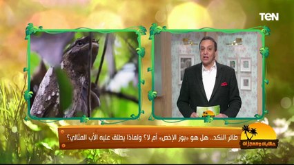 الشهير بـ بوز الإخص وطائر النكد.. كل ما تريد معرفته عن أغرب الطيور في العالم "طائر فم الضفدع"