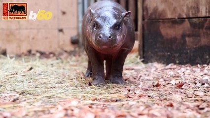 Rare Hippo Baby Presented to the Public at Czech Zoo