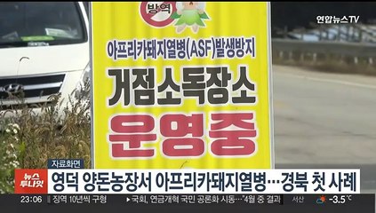 영덕 양돈농장서 아프리카돼지열병…경북 첫 사례