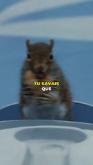 Les écureuils sont vrais dans Charlie et la Chocolaterie !  ️