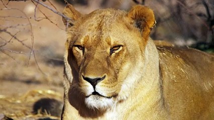 portrait of a lioness yawning