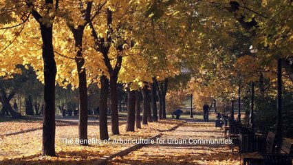 Urban Green Spaces Enhanced: The Benefits of Arboriculture