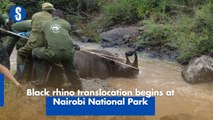 Black rhino translocation begins at Nairobi National Park