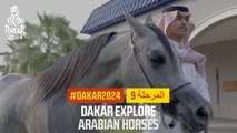 داكار 2024- Arabian horses - استكشف داكار