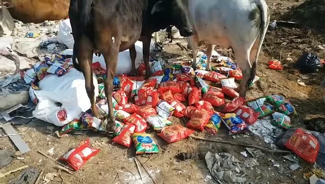 Itarsi municipality lags behind in cleanliness ranking