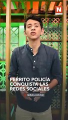 Perrito policía conquista las redes sociales