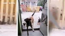 Sevildiği yere yavrularını da getiren anne sokak köpeği, ev sahibine sürpriz yaptı