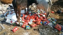 Despite lagging behind in cleanliness survey, expired and contaminated food items are being thrown in the open.