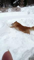 Golden Retriever Tries To Burrow