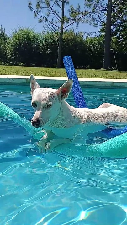 Dog Uses Pool Noodles to Float