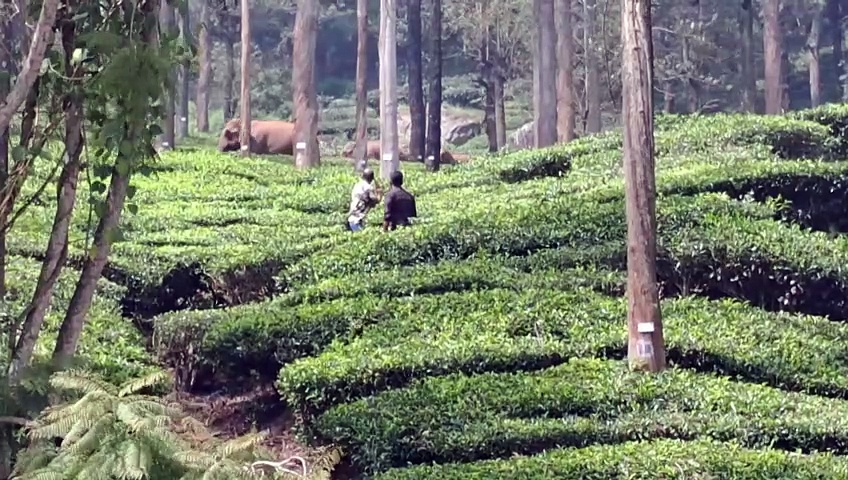 நீலகிரியில் போக்கு காட்டு காட்டு யானைகள்; வனத்துறையினர் அவதி