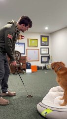 Piper the Golden Retriever Helps Dad Learn to Putt