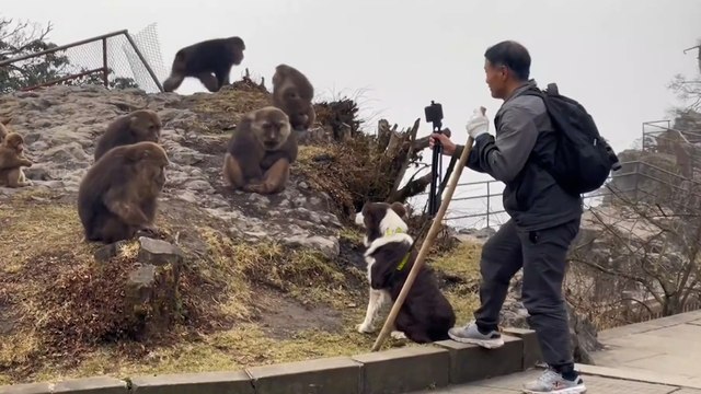 Chine : ces touristes prêts à tout (et n'importe quoi) pour une vidéo avec ces singes du Mont Emei
