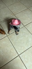 A Yee-Haw Pup