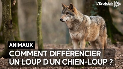 5 critères pour tenter de faire la différence entre un loup et un chien