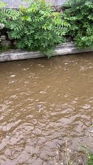 Pembesaran lele dikolam tanah semi beton❗Lele cepat besar