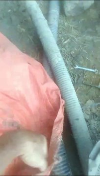 Proses pengeringan kolam tanah budidaya lele sistem jaring