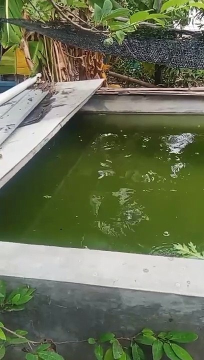 Kolam tandon boleh dikasih ikan nila atau gurame agar air cepat tua