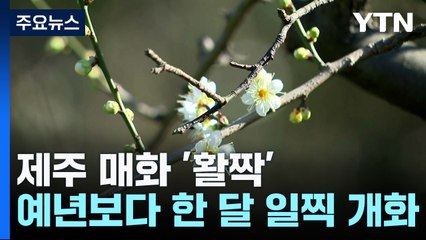 한 달 일찍 개화한 제주도 매화...겨울 한파 이제 '끝'? / YTN