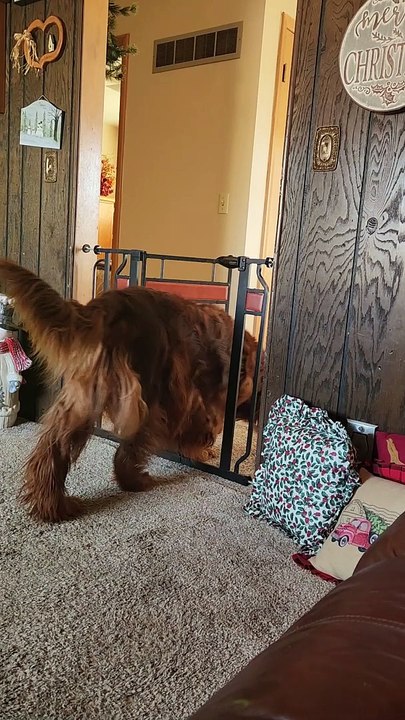 So Much for Pet Gates