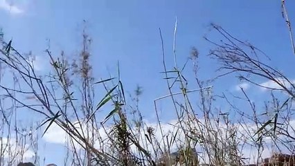 سنتيمترات تحت السطح centimeters under the surface