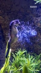 Cavalo-marinho dá á luz a 300 filhotes no Aquário de BC